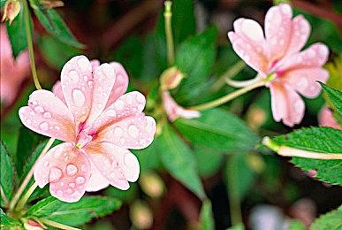 《灵神乐 ～奋斗记～》Steam页面 8月26日正式发售